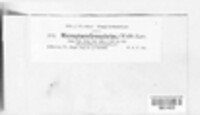 Microsphaera grossulariae image